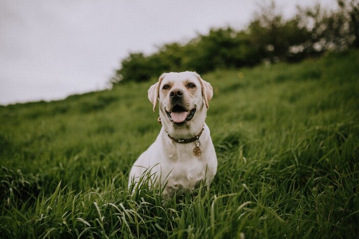 blije hond in het gras