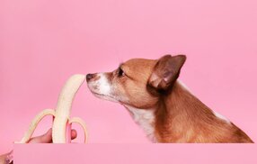 hond en banaan