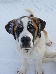 hond in sneeuw