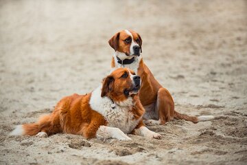 Twee Sint-Bernard honden