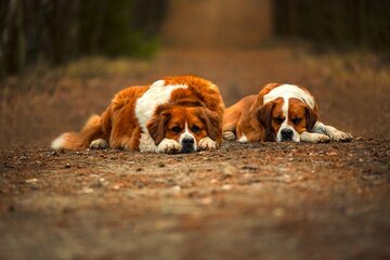 Twee Sint-Bernard honden