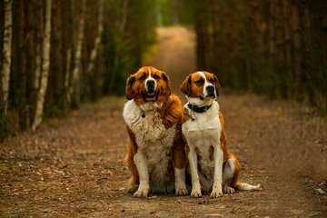 twee Sint-Bernard honden