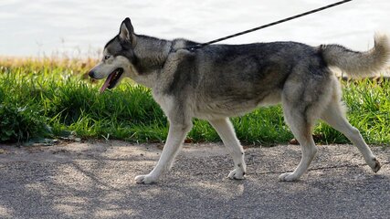 wandelende hond