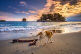 Hond aan strand